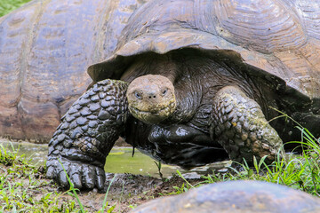 A Galapagos Giant Tortoise make his way slowly across the highlands of Santa Cruz in the Galapagos Islands.