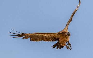 White-backed Vulture in the Kgalagadi