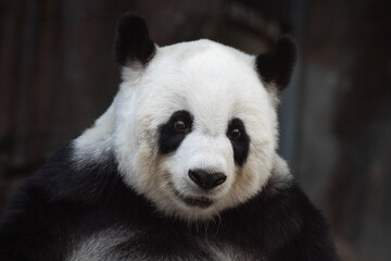 Obraz premium Portrait of Female panda in Thailand