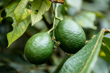 green fruits on a tree branch close-up 