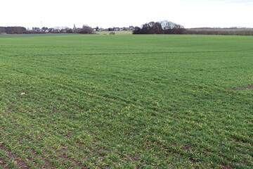 Grünes Feld im Winter.
