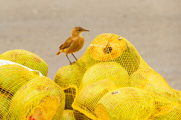 Um pássaro (Furnarius rufus), sobre um saco de lixo com restos de côco.