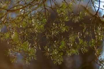 Green pine branches in the sunlight on a winter day