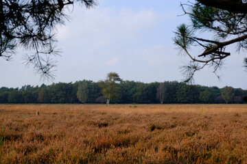 Westerheide heathland in Hilversum, Netherlands