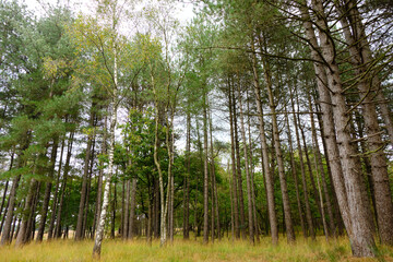 Tall pine trees on Westerheide heathland in Hilversum, Netherlands