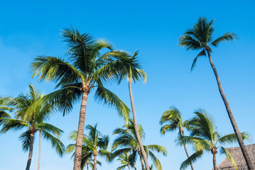 Obraz premium tropical palm tree with sun light on sky background.