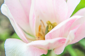 Pink tulip flowers in spring time. Close up macro of fresh spring flower in garden. Soft abstract floral poster, extremely macro, selective focus. Inspirational floral wallpaper, holidays card