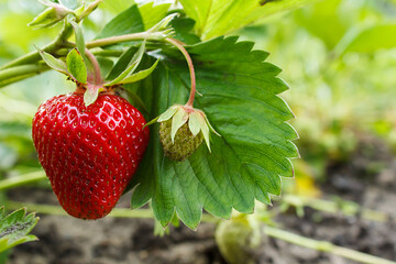 Ripe red strawberries are growing in the garden bed. Bright green foliage. Berries and fruits. Gardening, plantations and farms. Summer, vacation, business.