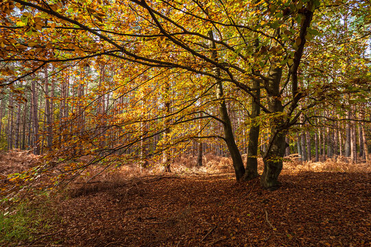 B&auml;ume mit herbstlich gef&auml;rbte Bl&auml;tter auf dem Fischland-Dar&szlig;