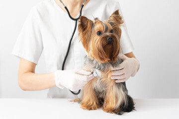 A veterinarian examines a small dog with a phonendoscope. Yorkshire terrier at a doctor's appointment at a veterinary clinic.