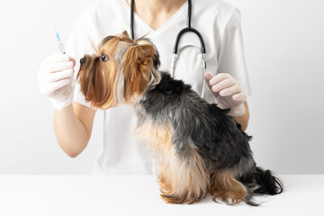 Yorkshire terrier at a doctor's appointment at a veterinary clinic. The doctor vaccinates the dog.