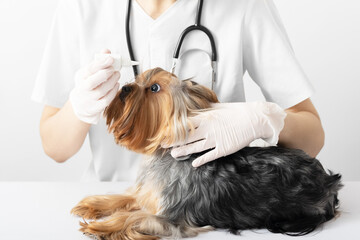 Yorkshire terrier at a doctor's appointment at a veterinary clinic. The doctor instills drops in the gas of the dog.