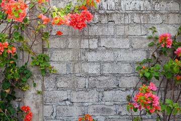 Climbing plants with flowers near a brick wall.