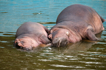 Fototapeta premium hippopotamus resting in water