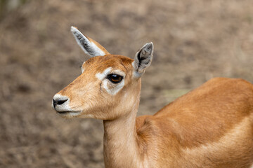 close up of a male impala