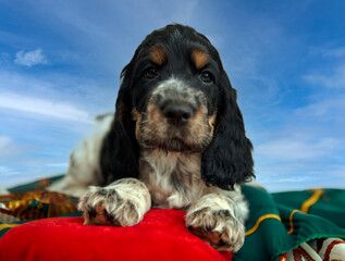 A beautiful, thoroughbred puppy of an English Cocker spaniel. Portrait. Age 2 months. The color is blue roan with tan.