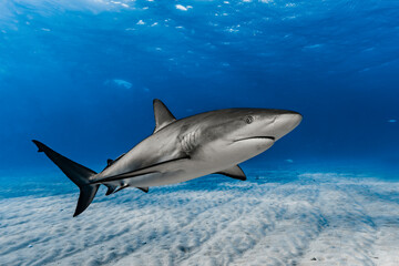 Fototapeta premium Caribbean Reef Shark (Carcharhinus perezi)