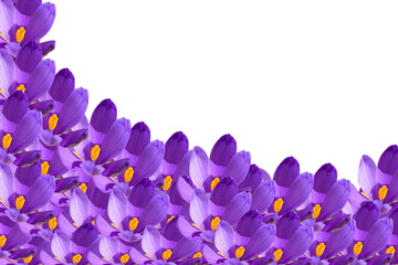 Violet crocus flowers over white background with copy space