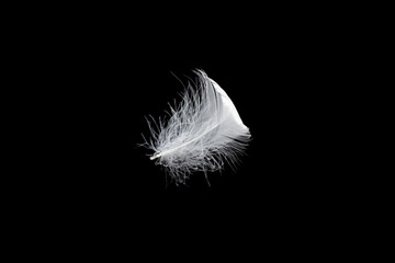 White feather isolated on a black background.