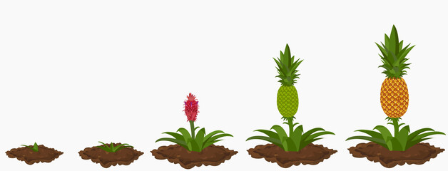 The growth stages of pineapple plant
