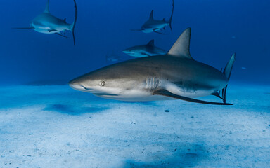 Obraz na płótnie Canvas Caribbean Reef Sharks (Carcharhinus perezi)