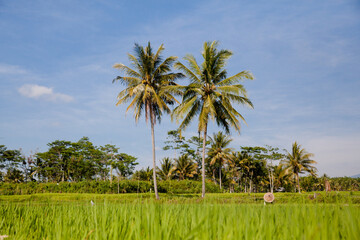 Naklejka premium Beautiful landscape on Bali island, Indonesia. Coconut palms and rice fields.