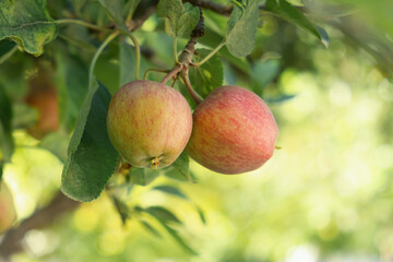 Red apples on the tree branch in garden. Red apples waiting to ripen. Natural, tasty and delicious...