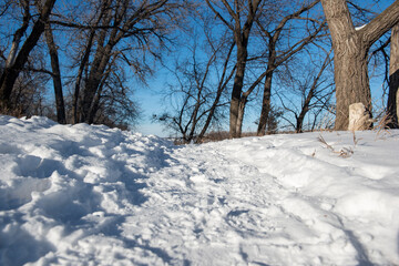 snow covered trees