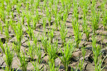 Young rice planted on dry and cracking soil/mud due to drought.