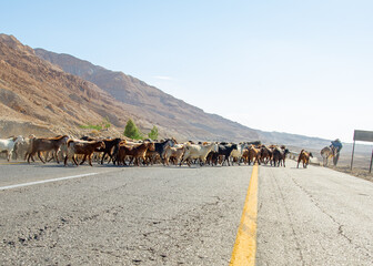 Goats with shepherd in Jordan
