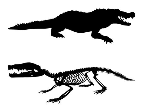 silhouette and skeleton of a crocodile