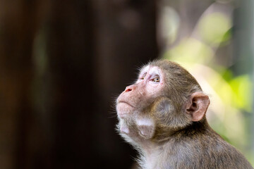 close up of a long macaque