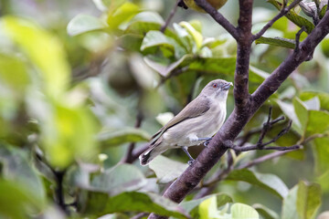 bird on a branch