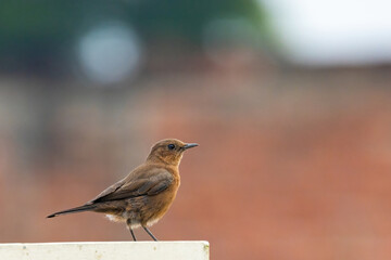 Bird sitting on a fence 