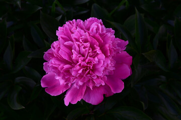 Beautiful large bright pink peony flower close-up on the background of green leaves in the garden. Peony bloom