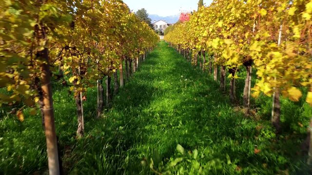 Autumn in the hills. Village and vineyards with an ancient flavor