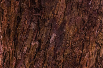 Embossed texture of the bark of tree. Tree rough skin.