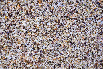 Seashells as background. Mollusk shells. Texture of the shells.