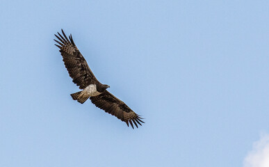 Martial Eagle flying in the Kgalagadi