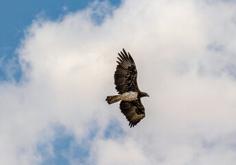 Martial Eagle flying in the Kgalagadi