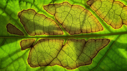 green leaf texture
