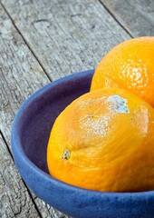 A rotting orange with blue mold sitting in a fruit bowl 