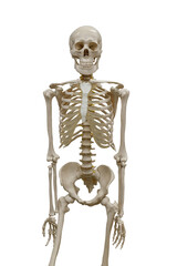 human skeleton isolated on a white background. face view