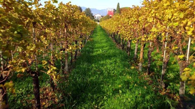 Autumn in the hills. Village and vineyards with an ancient flavor