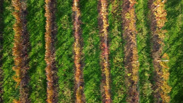 Autumn in the hills. Village and vineyards with an ancient flavor