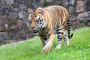 Naklejka na ściany i meble Big bengal tiger walking on the grass