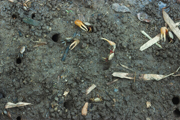 small crabs with one claw bigger than the other in the mud