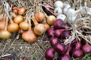 the stack of freshly harvested assorted ripe onion bulbs in the vegetable garden