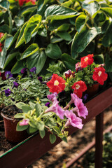 Various colorful flowers.