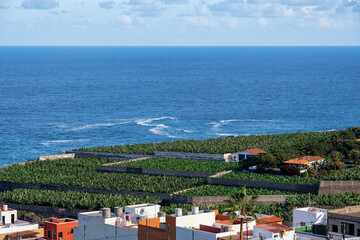 Banana plantations on the Canary Island of Tenerife - obrazy, fototapety, plakaty